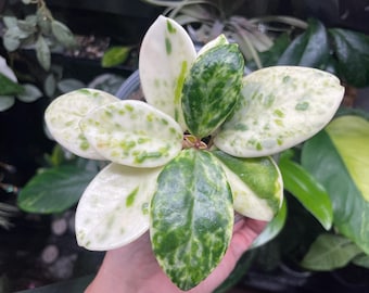 ホヤ　マダラ　snow angel Hoya Carnosa Madara 'Snow Angel' (HCMSA1) 🌱 – Next World
