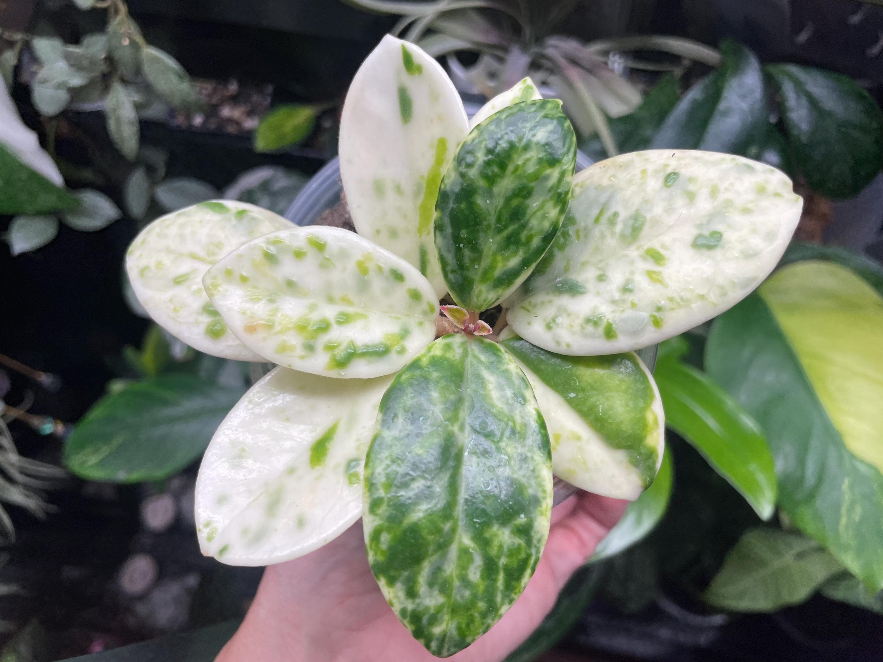 その他観葉植物 Hoya carnosa ' Madara snow angel' Totally in love with this beauty ! 😍 Hoya carnosa 'Madara