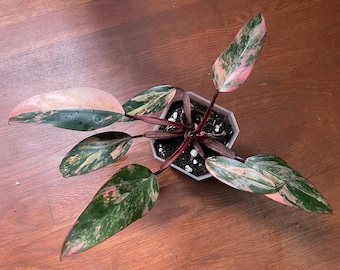 Strawbery shake philodendron cutting