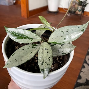 Hoya Wilbur Graves China cutting