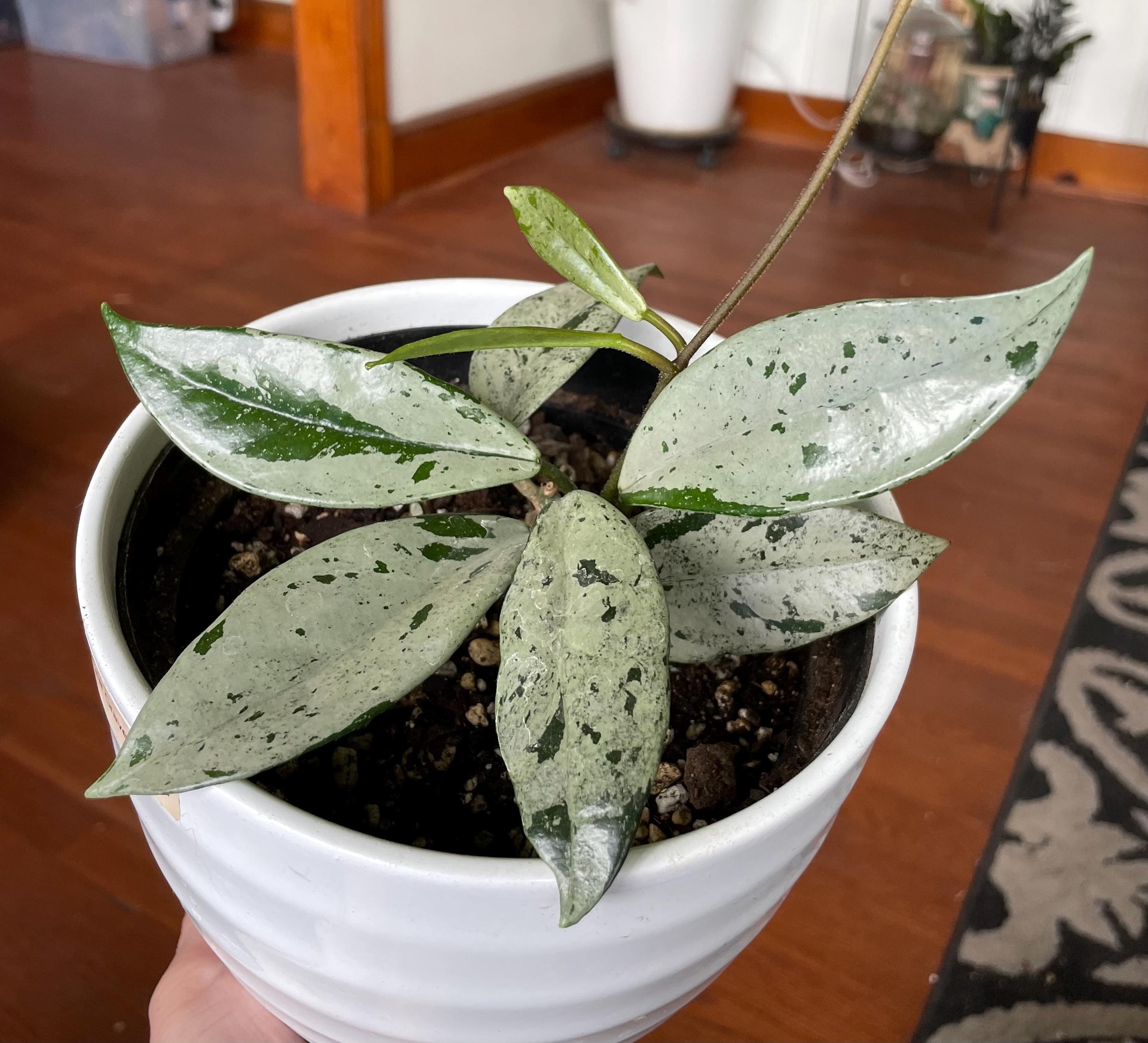 Hoya Wilbur Graves - Etsy