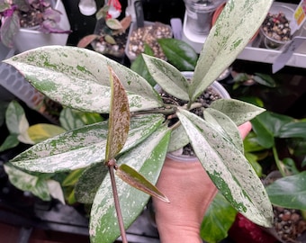 Hoya pubicalyx pink silver cutting