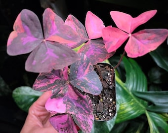Variegated Oaxlis