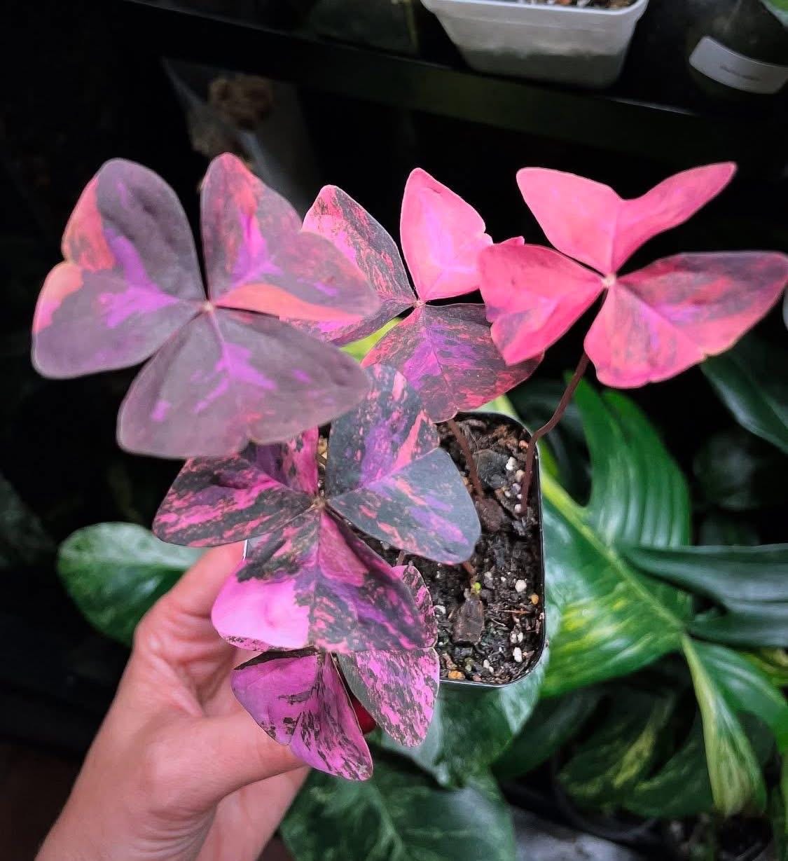 Oxalis Triangularis Variegated - Etsy