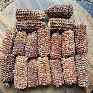 18 Primitive Dried Corn Cobs 2-3 inches, Natural Decor or Use for Arts & Crafts
