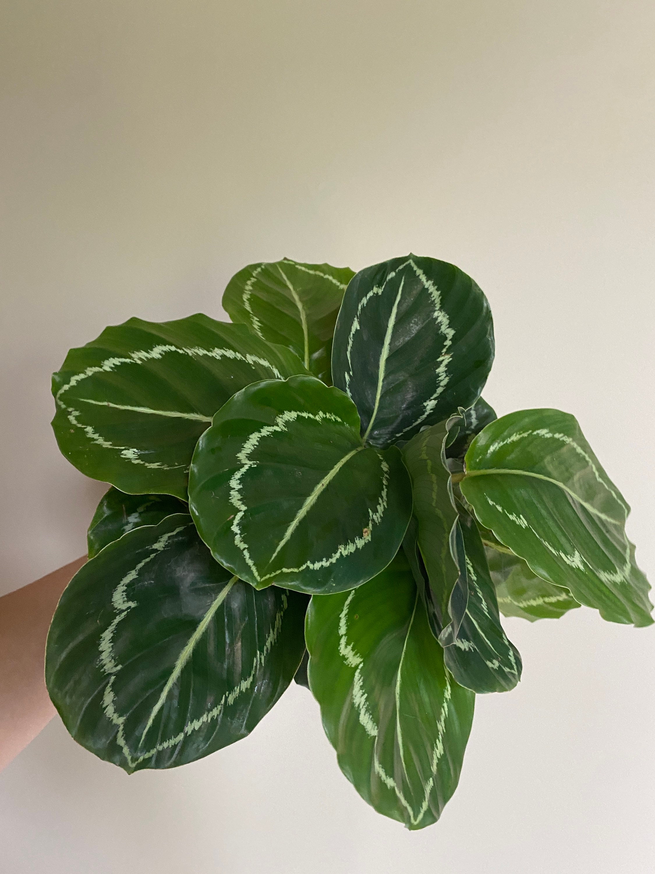 Jungle Velvet Calathea Etsy