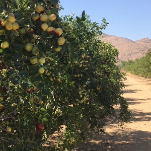 May include: A sunny outdoor shot of a jujube orchard. The trees are laden with green and yellow fruit, some with reddish hues, set against a clear blue sky. A dirt path leads into the distance, with mountains in the background.