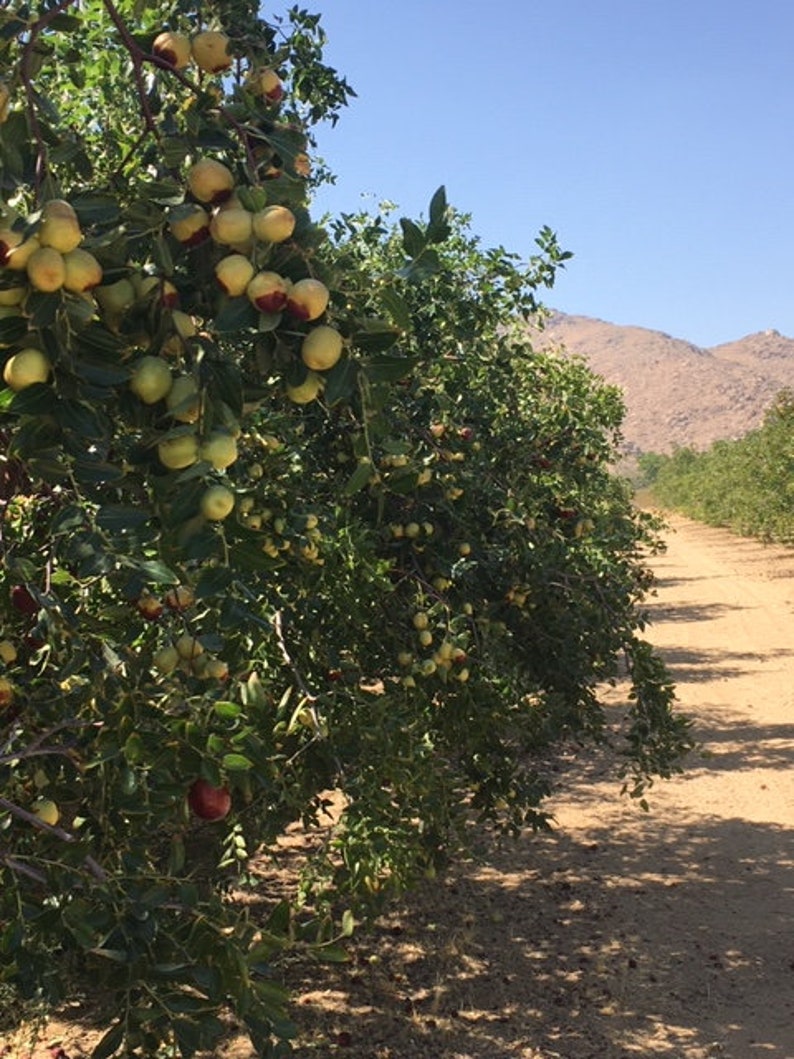 May include: A sunny outdoor shot of a jujube orchard. The trees are laden with green and yellow fruit, some with reddish hues, set against a clear blue sky. A dirt path leads into the distance, with mountains in the background.