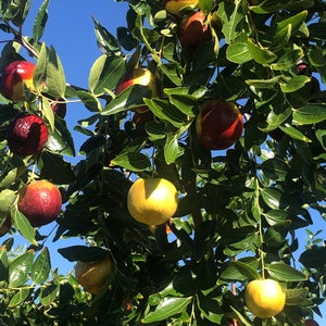 May include: A tree laden with jujube fruits, showcasing a mix of colors from green to deep red. The fruits hang from branches with lush green leaves, set against a clear blue sky. The jujubes appear ripe and ready for harvest.
