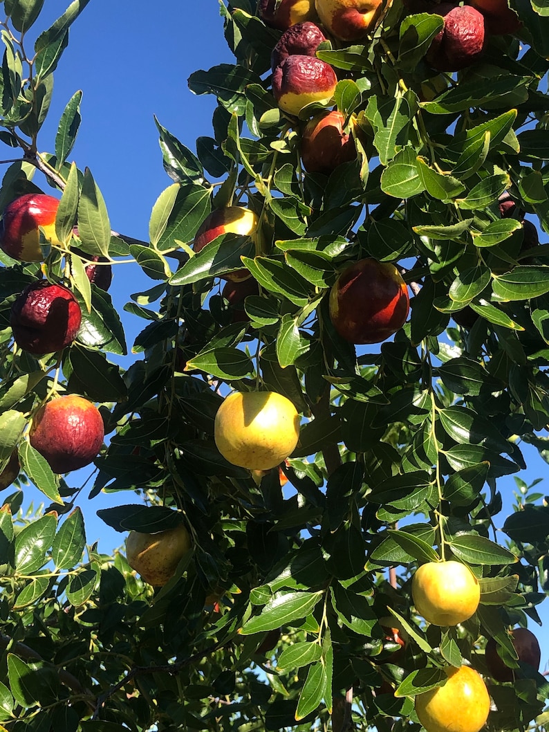 May include: A tree laden with jujube fruits, showcasing a mix of colors from green to deep red. The fruits hang from branches with lush green leaves, set against a clear blue sky. The jujubes appear ripe and ready for harvest.