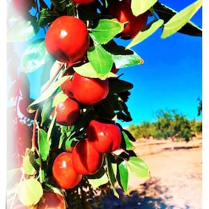 May include: Close-up of a branch laden with ripe, red jujube fruits, contrasted against bright green leaves and a clear blue sky. The orchard setting suggests a harvest theme, with a blurred background of trees.