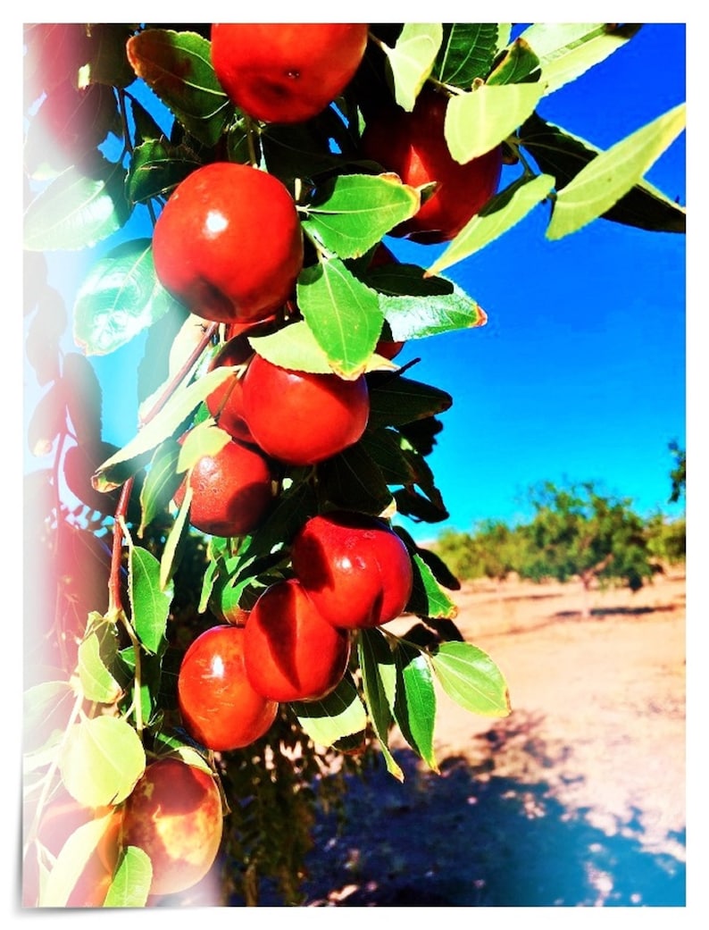 May include: Close-up of a branch laden with ripe, red jujube fruits, contrasted against bright green leaves and a clear blue sky. The orchard setting suggests a harvest theme, with a blurred background of trees.