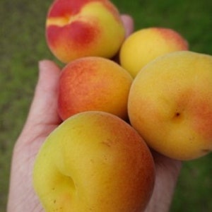 Japanese UME  Syrup,梅シロップ,매실엑기스(100% 천연발효 오개닉),梅子提取物,Chiết xuất mận Ume