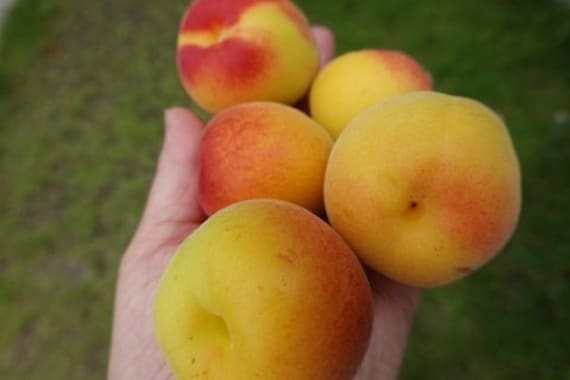 Japanese UME  Syrup,梅シロップ,매실엑기스(100% 천연발효 오개닉),梅子提取物,Chiết xuất mận Ume