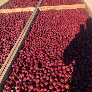 May include: A top-down view of several wooden trays filled with dried, reddish-brown dates. The dates are densely packed, with some areas in shadow. The trays are arranged in rows, suggesting a large-scale drying operation, likely for commercial purposes.