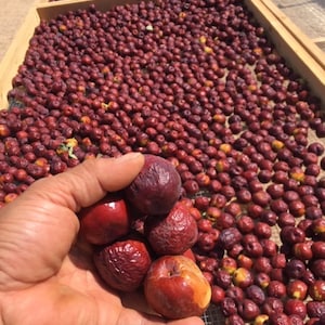 May include: A hand holding a handful of ripe, red-purple fruit, with a few showing a reddish-orange hue. The background shows wooden trays filled with similar fruit, suggesting a harvest or drying process. The fruit appears to be small and round.