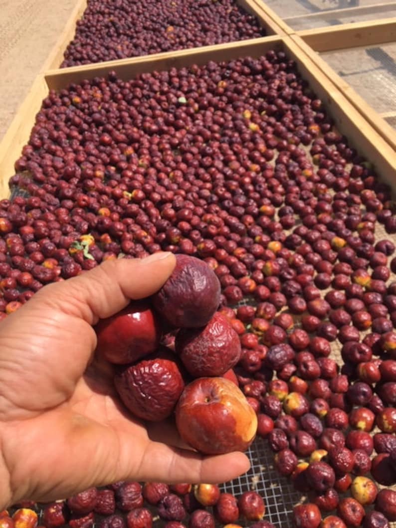 May include: A hand holding a handful of ripe, red-purple fruit, with a few showing a reddish-orange hue. The background shows wooden trays filled with similar fruit, suggesting a harvest or drying process. The fruit appears to be small and round.