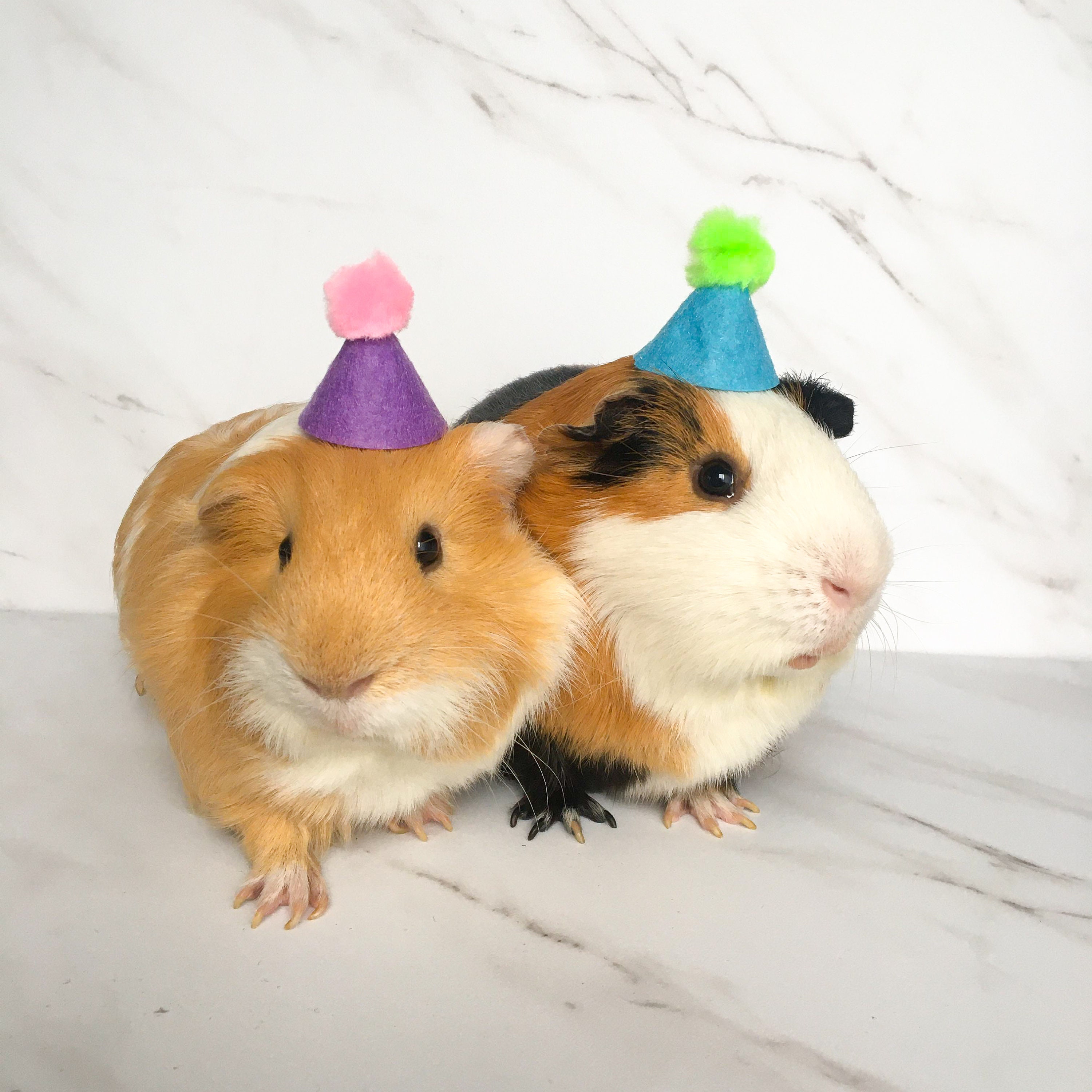 5 pack Guinea Pig Party Hats Birthday Hats for hamsters Etsy