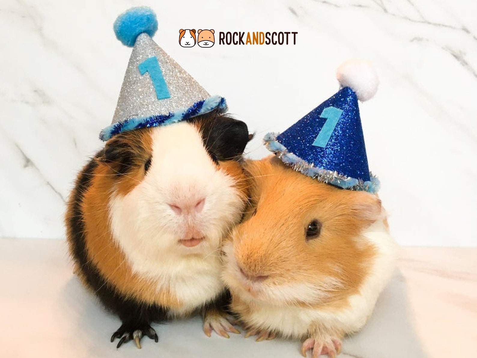 Guinea Pig Birthday Hats Birthday Hats for Hamsters Rats Etsy
