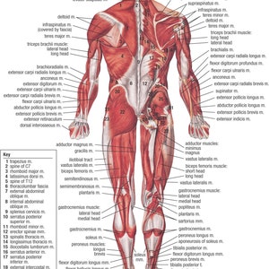 muscular system back EDUCATIONAL SCIENCE png