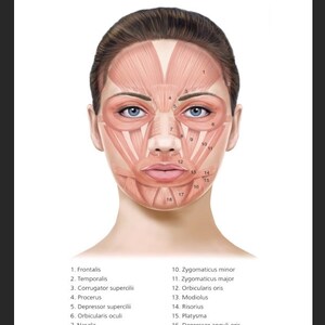 Musculature of the face EDUCATIONAL SCIENCE poster Facial Mimetic Muscles Poster