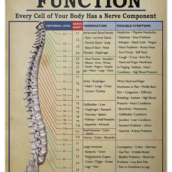 Fonction du nerf spinal Chaque cellule de votre corps Poster