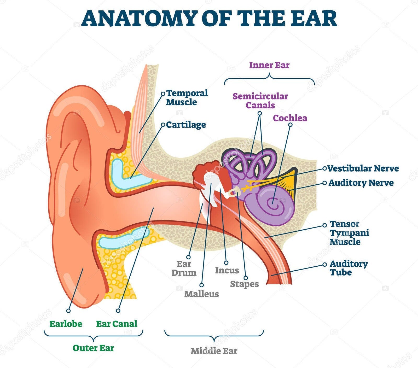 Anatomy of the Ear Poster Print 12x17 Inches Etsy
