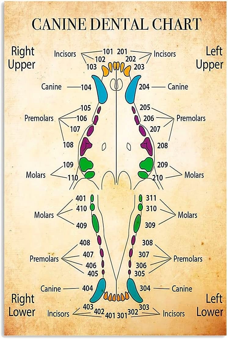 Dentist Canine Dental Chart Vertical Poster Etsy