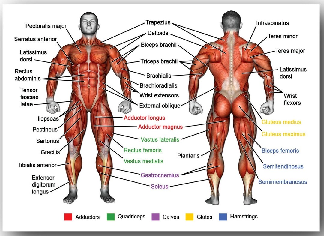 Menselijke Anatomie Spieren Van Het Lichaam Poster Decor Etsy Nederland