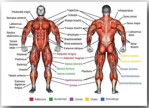 Menselijke anatomie spieren van het lichaam Poster Decor - Etsy Nederland
