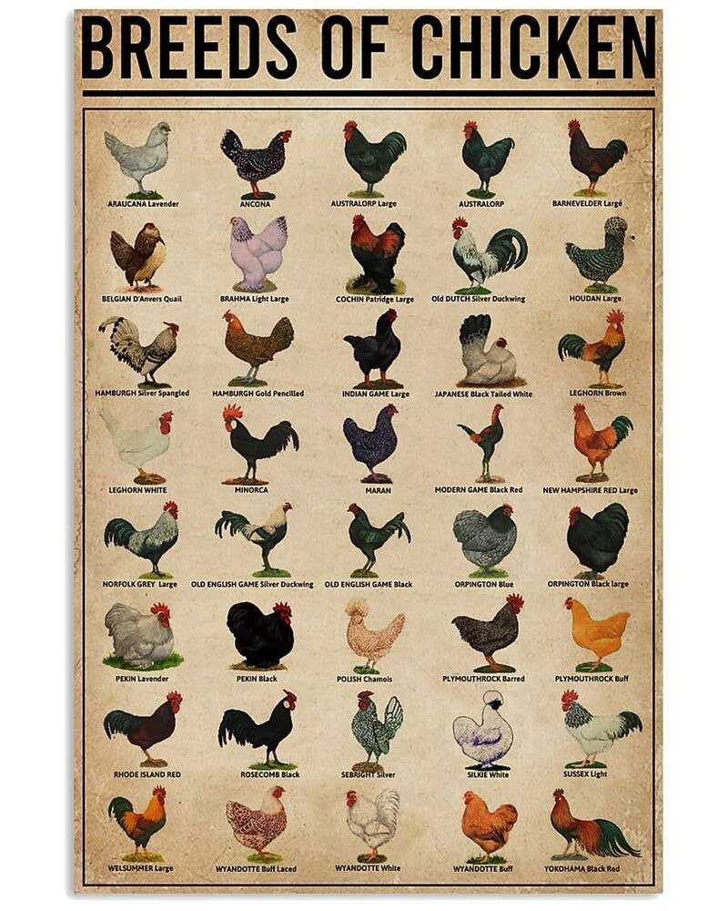 18+ Chicken Breeds Chart Pdf