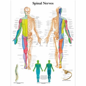 Spinal Nerves Chart Poster 88