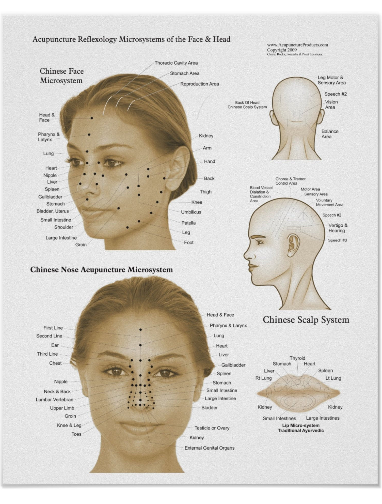 Acupuncture Reflexology Face & Head Microsystems Poster Print Etsy