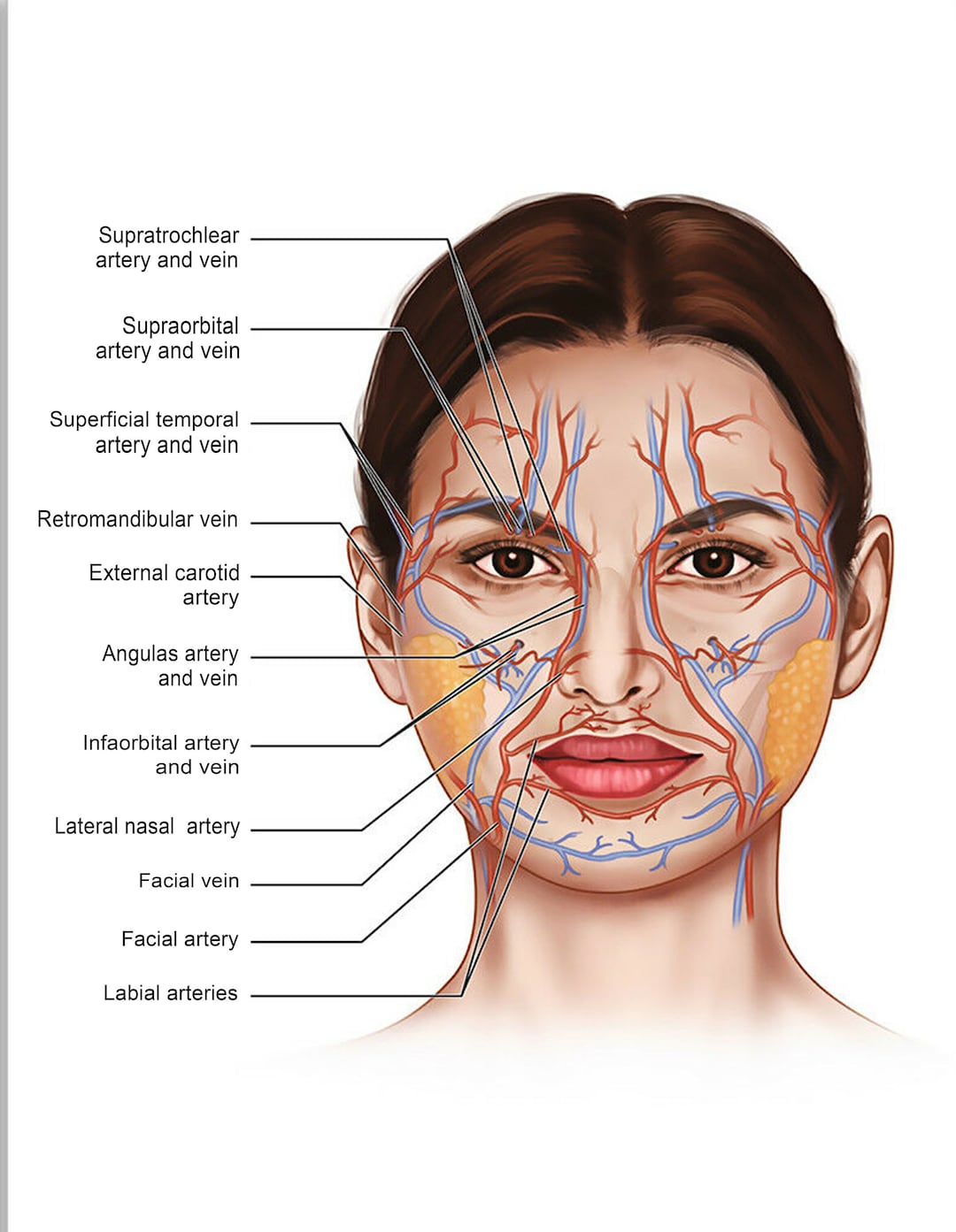 Face Anatomy Muscle Veins Detailed Educational Science Poster1 Etsy