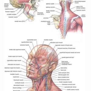 Muscular Anatomy Of Head And Neck Detailed Educational Science Etsy