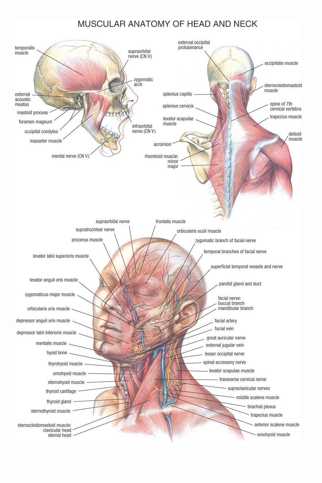 Muscular Anatomy of Head and Neck Detailed Educational Science Poster
