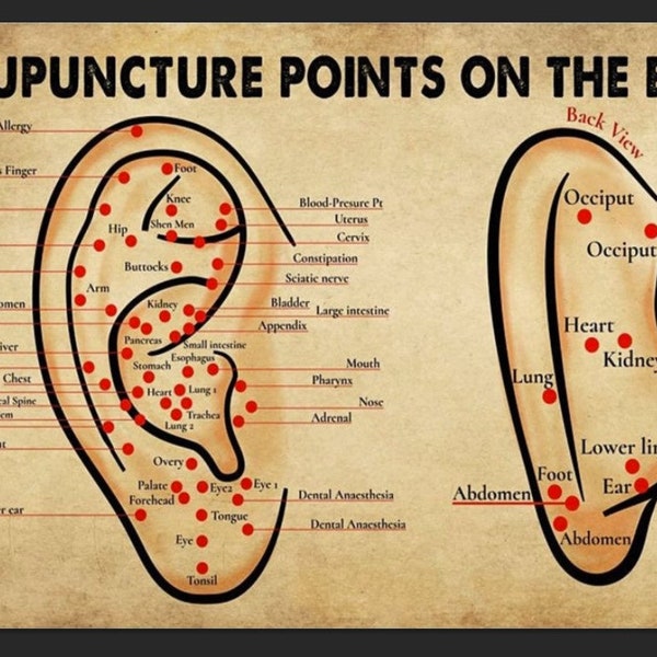 Points d'acupuncture sur l'oreille Téléchargement numérique