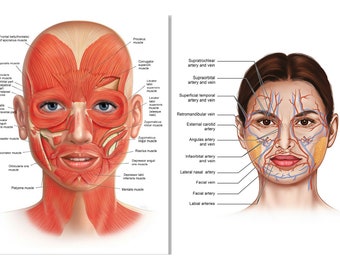 Face Anatomy Muscle Veins Detailed Educational Science Digital Download