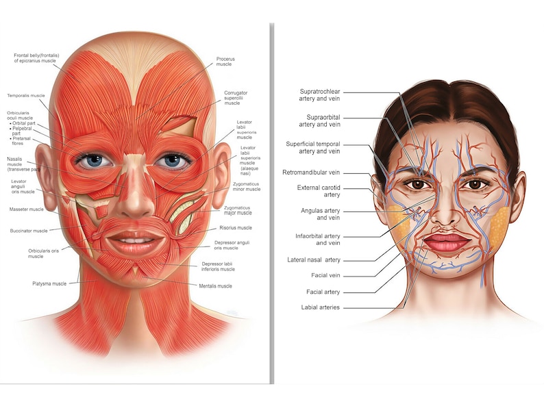 Face Anatomy Muscle Veins Detailed Educational Science Digital Download