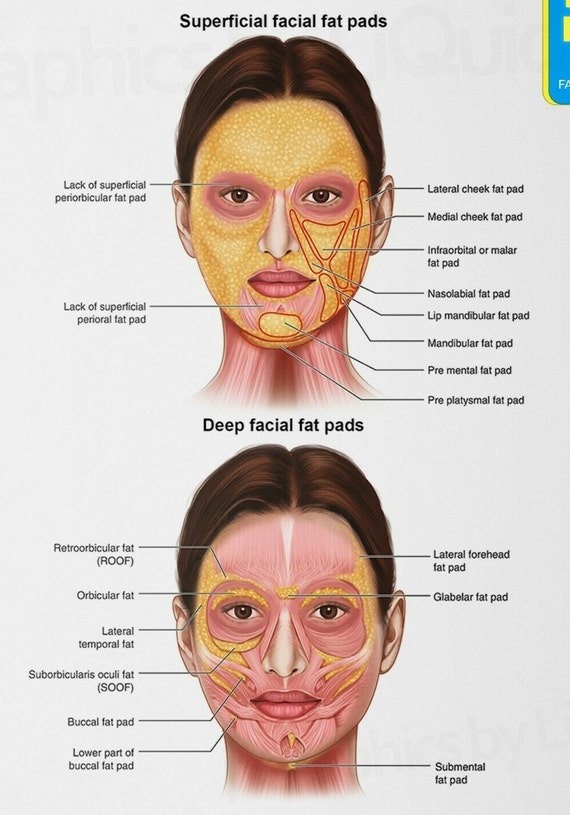 FACE ANATOMY Facial Fat Pad Detailed Chart Science Educational Etsy