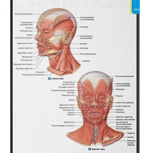FACE Anatomy Facial Fatpad MUSCLE Digital download
