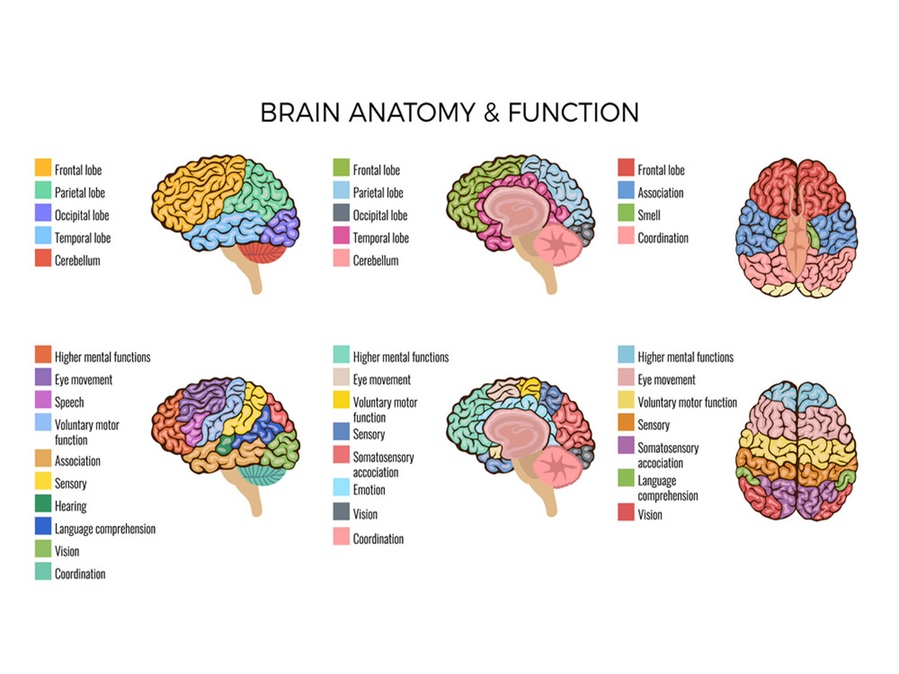 Capability of human brain