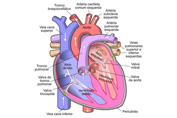 Blood Circulation in the Heart Anatomical Poster - Etsy Blood Circulation in the Heart Anatomical Poster - Etsy