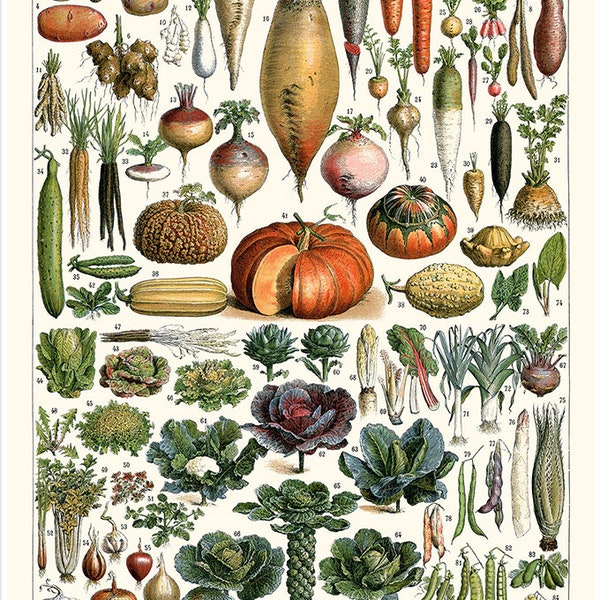 Vegetables and Legumes France, Type of Vegetables poster, retro Vegetables and Legumes  poster, Christmas poster