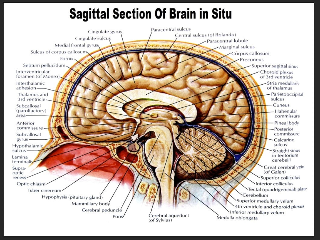 Sagittal Section of Brain in Situ Poster 2022 Trending Anatomy Poster Sagittal Section of Brain in Situ Poster 2022 Trending Anatomy Poster