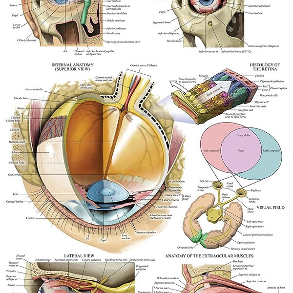 Affiche anatomique de l’oeil laminé - Affiche imprimée du tableau d’anatomie de l’oeil humain