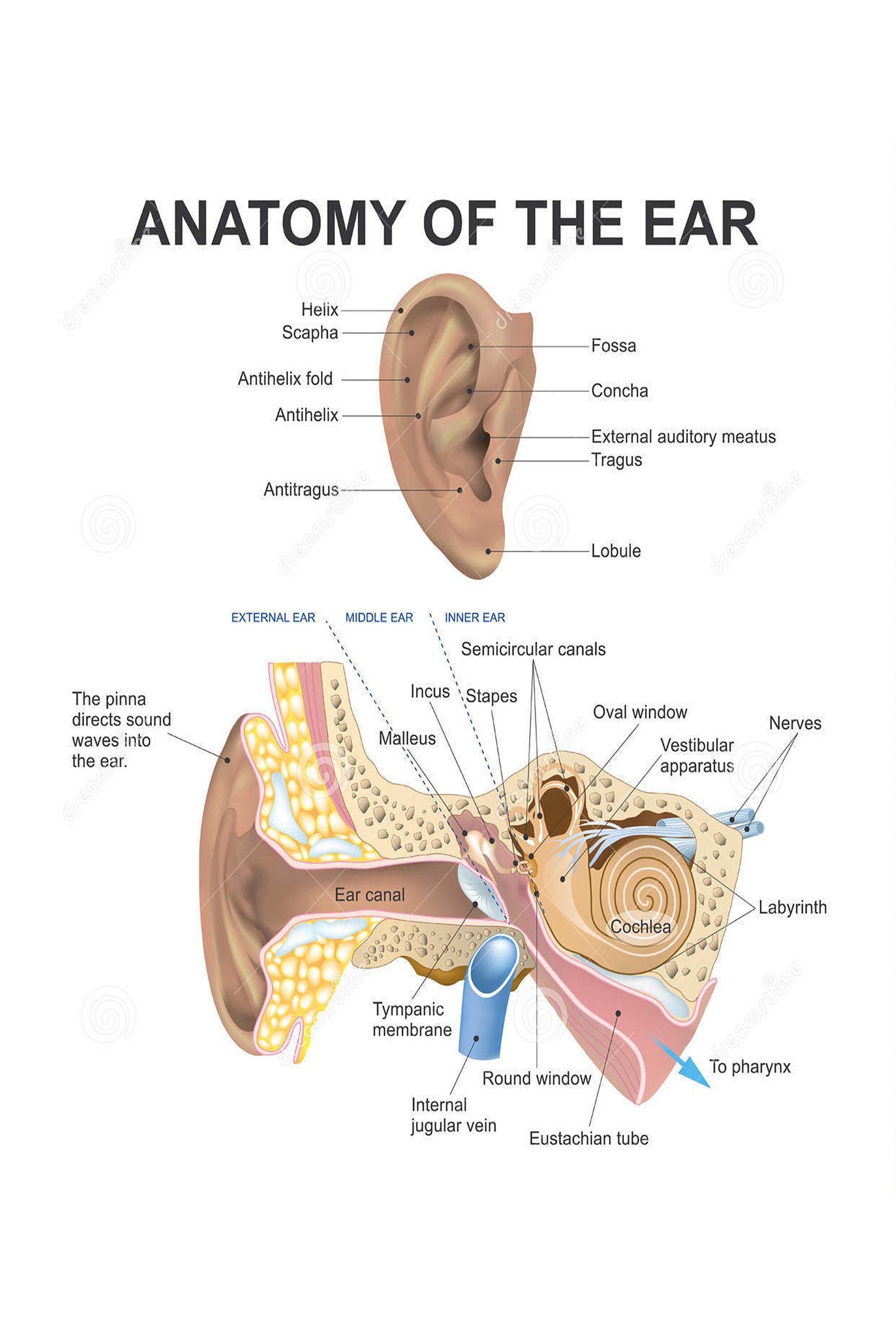 External Acoustic Meatus Dog