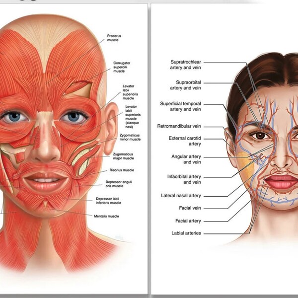 Gesichts-Anatomie-Muskelvenen Detailliertes Poster