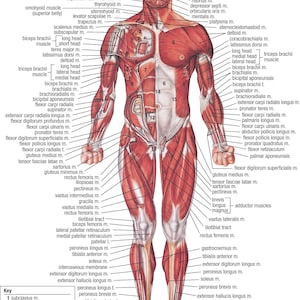 Le squelette humain et le système musculaire vus de dos de Stocktrek Images  en poster, tableau sur toile et plus