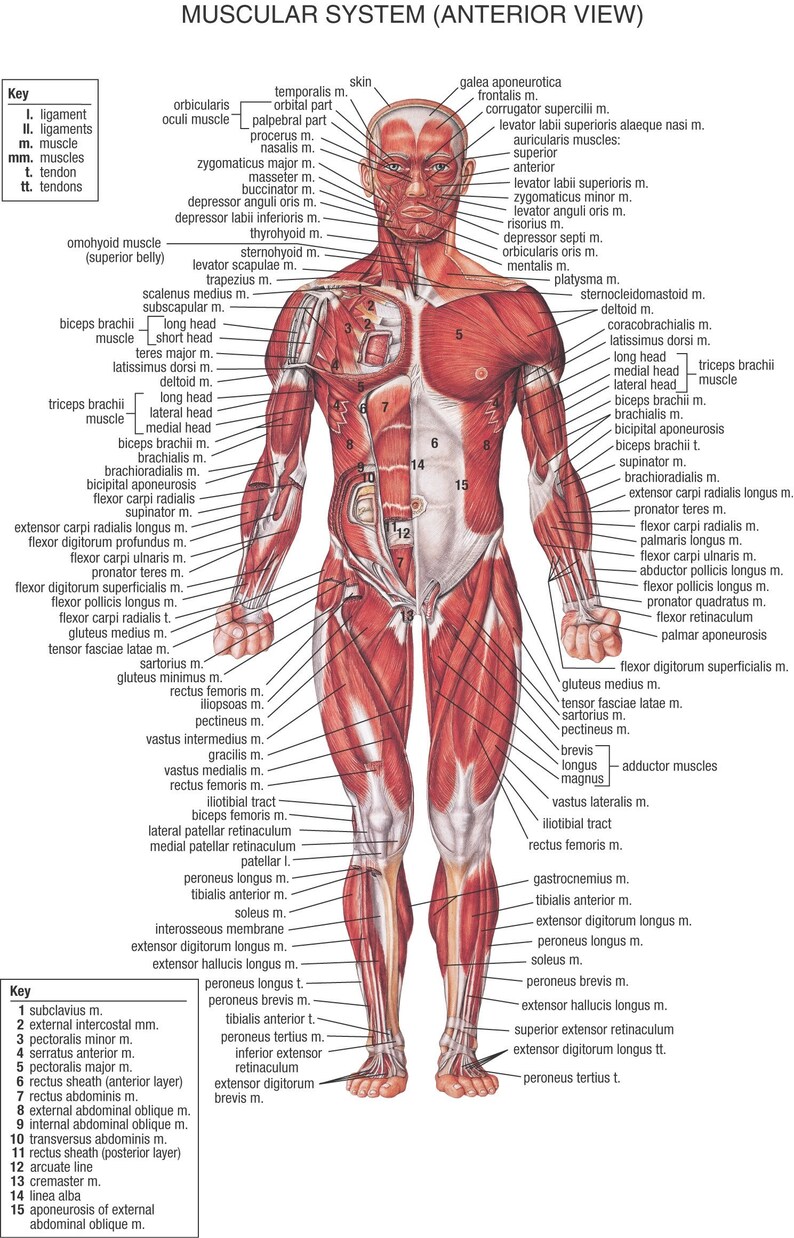 muscular system front EDUCATIONAL SCIENCE PNG image 1